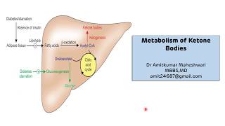 Ketone Bodies Metabolism  Ketogenesis  Ketosis  Biochemistry [upl. by Aleciram835]