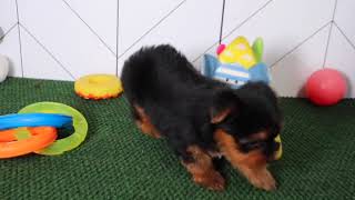 Yorkshire Terrier Puppy Trinie SD 480p [upl. by Nylesor]