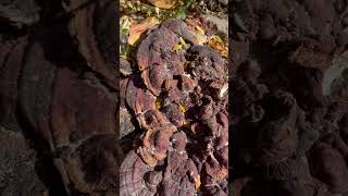 Is this Reishi Mushroom Or chaga DO YOU KNOW [upl. by Luther]