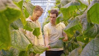 Horticulture innovation through collaboration English subtitles [upl. by Oilicec]