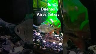 Buenos Aires Tetras aquarium tetrafish tetra tetras buenosaires fish aquariumfish fishtank [upl. by Nonnac]