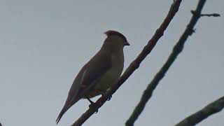 CEDAR WAXWINGS IN AUTUMN [upl. by Ailema430]