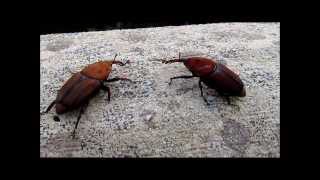 Rhynchophorus ferrugineus palmsnuitkever palm weevil picudo rojo [upl. by Tucky]