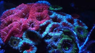 30 Gallon Display  chalice acans scolymia acanthophyllia euphyllia montipora [upl. by Enier]