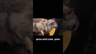 Pros and Cons of Owning a Siamese Cat [upl. by Ahtikal]