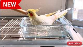 NINFA BAÑANDOSE 🛁 birds ninfa ninfas aves nymph birds calopsita new newvideo shower [upl. by Palmer]