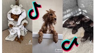 😂 Funny and Cute Cockapoo 😍 Dogs and Puppies Tiktok Compilation [upl. by Enimaj]