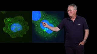 Hidde Ploegh Boston Children’s Hospital 2 Unusual Antibody Fragments The Camelid Nanobodies [upl. by Nitnelav]