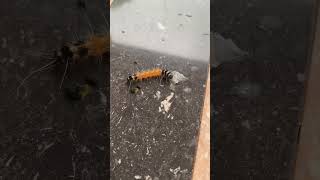 Gypsy moth caterpillar 🐛 youtubeshorts shortvideo travel [upl. by Harragan]