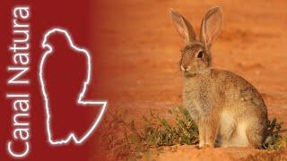 Conejo Oryctolagus cuniculus Rabbit 4K [upl. by Laumas]