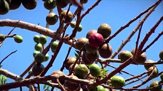 Ciruelas por doquier [upl. by Rocca754]