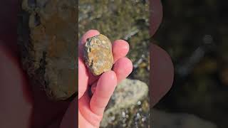 Pipe Organ Coral Syringopora Fossils [upl. by Lirbij908]