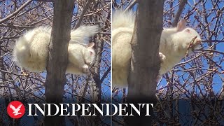 Rare albino squirrel spotted at National Mall in Washington DC [upl. by Ancell]