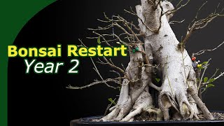 Converting a commercial ficus into bonsai  Cutting off all branches second year regrowing [upl. by Amsed]