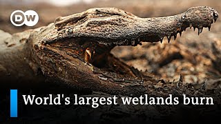 Blazes devastate huge parts of Brazils Pantanal wetlands  DW News [upl. by Shanks]