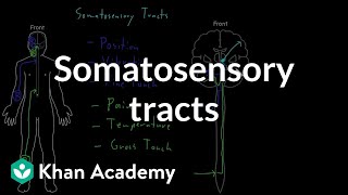 Somatosensory tracts  Organ Systems  MCAT  Khan Academy [upl. by Anitnatsnoc924]