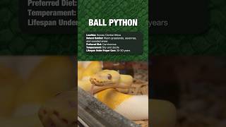 Reptiles For Beginners  Ball Python [upl. by Ivy]