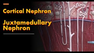 Cortical Nephron and Juxtamedullary Nephron [upl. by Roxanna289]