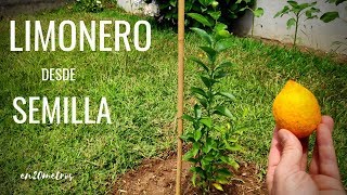 Cómo cultivar un LIMONERO desde SEMILLA proceso completo 🍋  en20metros [upl. by Rowan]