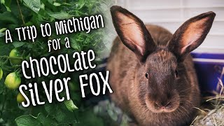 A Trip to Michigan for a CHOCOLATE Silver Fox [upl. by Ahsiatal609]