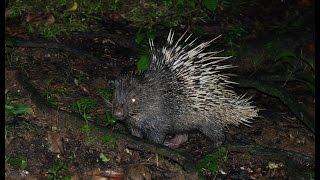 Landak  Hystrix brachyura  Taman Nasional Bukit Barisan Selatan [upl. by Jp637]