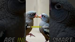 🌟🦜 quotParrot vs Crow The Battle of Bird Brainsquot 🦅🌟 fypp bearfacts facts popular animals [upl. by Lyrred]