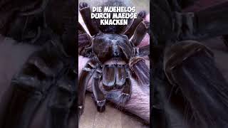 Die größte Spinne der Welt tiere natur shorts [upl. by Nesaj]