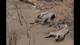 Poachers cause elephants to evolve tuskless [upl. by Mezoff]