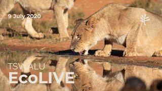 Tswalu EcoLive  9 July  Sunrise Safari [upl. by Leiru]