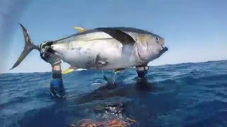 Costa Rica 2016 Surfing and Spearfishing adventure [upl. by Ynaffat]