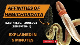 Affinities Of Hemichordata Balanoglossus BSc  MSc Semester II  Zoology [upl. by Yand]