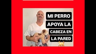 Mi perro apoya la cabeza contra la pared [upl. by Dosh]