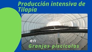 PRODUCCIÓN INTENSIVA DE TILAPIA EN GRANJAS PISCICOLAS [upl. by Ecenaj]