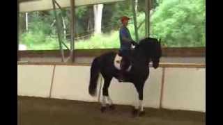 Counted Walk to Piaffe Schooling Video [upl. by Irok]