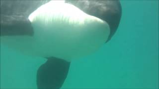 Swimming with wild Orca whales New Zealand [upl. by Etteniuq]