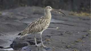 BTO Bird ID  Curlew and Whimbrel [upl. by Nonnairb]