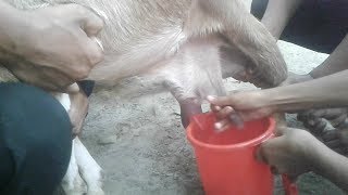 Live Goat Milking New Style Goats milk  Goats milk out [upl. by Anavoig]