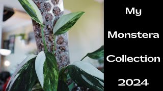 My Monstera Collection 2024 [upl. by Hamid]