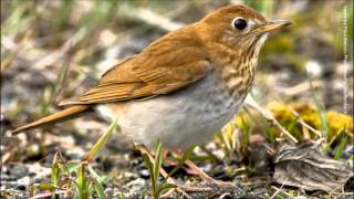 Veery Song [upl. by Adyahs]