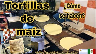 ¿Cómo se hacen las tortillas de maíz en una tortillería Veremos el proceso paso a paso [upl. by Ennire48]