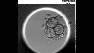 Die Embryo Entwicklung bis zur Blastozyste  Embryoskop [upl. by Nidak551]