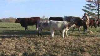 pedigo farms shorthorn cattlempg [upl. by Milena692]