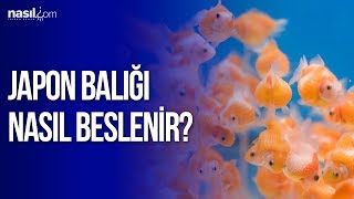 Japon Balığı Nasıl Beslenir [upl. by Mischa]