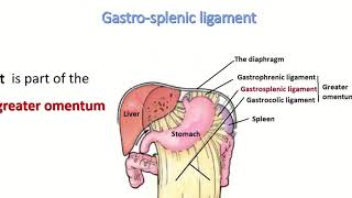 Anatomy of gastrosplenic ligament [upl. by Geffner62]