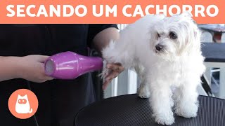 Como SECAR PELO DE UM CACHORRO com secador pelo comprido 💨🐶 [upl. by Ivon]