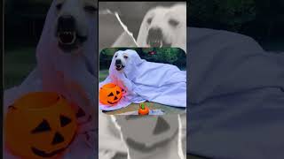 Didi ne mujhe Halloween pe bhoot bana diya 🎃👻🥺 halloween cute ghost doggoween fyp dogshorts [upl. by Aivonas131]