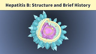 Understanding Hepatitis B Serology Results [upl. by Anawed]