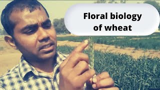 Floral biology of wheat [upl. by Htessil]