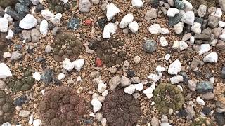 Copiapoa lizardskin seedings [upl. by Yardley]