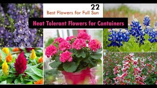 22 Best Heat Tolerant Flowers for Full Sun [upl. by Alien636]